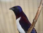 Amethyst starling