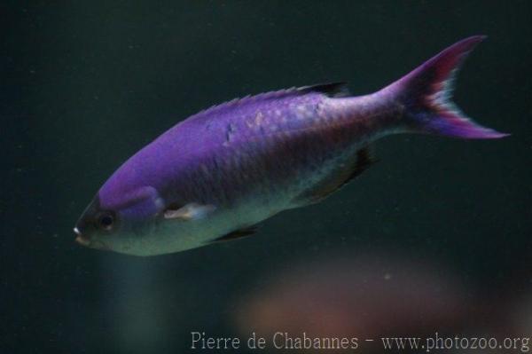 Creole wrasse