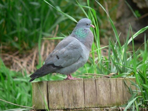 Stock dove