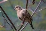 Plain-breasted ground-dove *