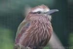 Purple roller