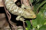 Solomon islands skink *