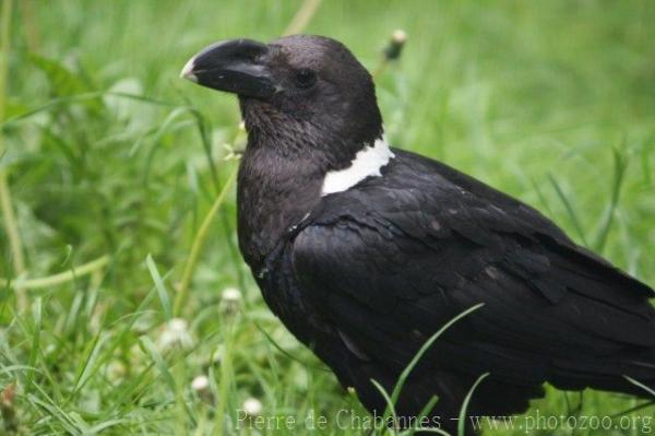 White-necked raven