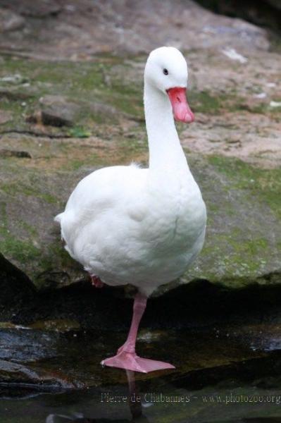 Coscoroba swan