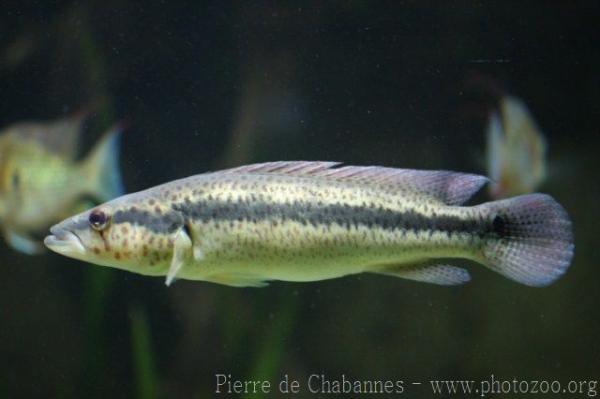 Malaria pike cichlid