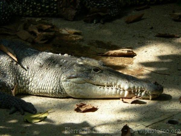 American crocodile *