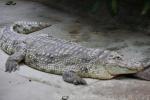 Nile crocodile *