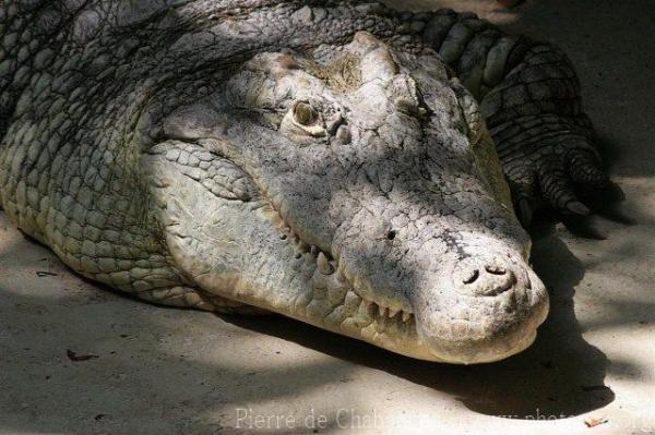 Nile crocodile *