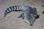 New Guinea crocodile