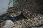 Western diamondback rattlesnake