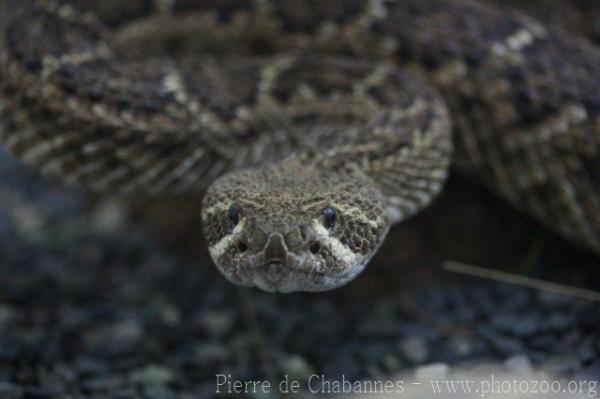 Western diamondback rattlesnake