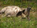 Striped hyena