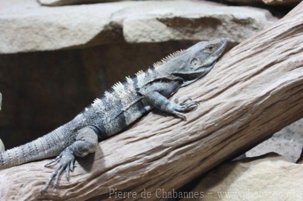 Common spiny-tailed iguana