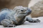 Rhinoceros iguana