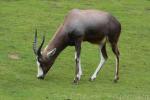 Blesbok