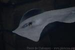 Pelagic stingray