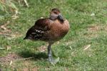 West Indian whistling-duck