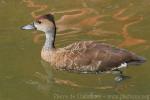 West Indian whistling-duck