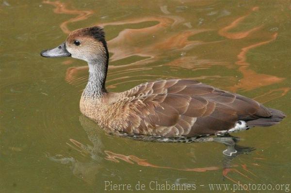 West Indian whistling-duck