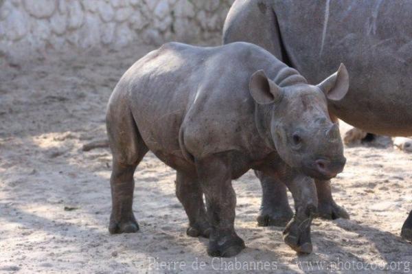 Eastern black rhinoceros