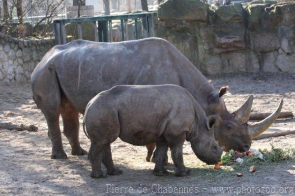 Eastern black rhinoceros