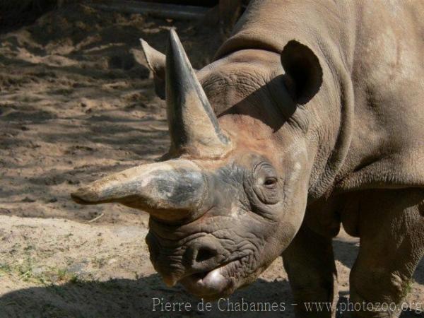 Eastern black rhinoceros