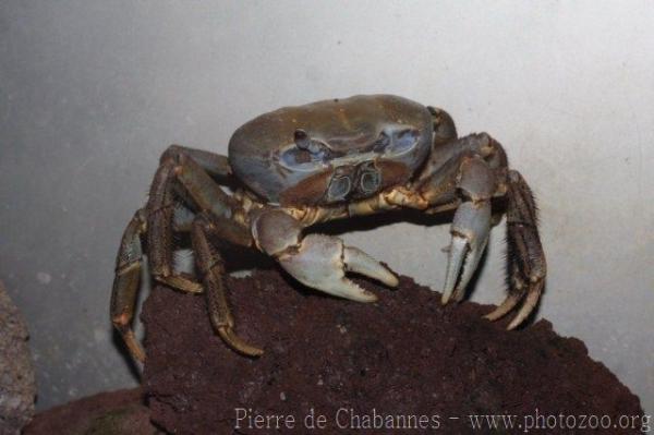 Blue land crab *