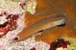 Tail-spot combtooth-blenny