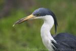 Pied heron