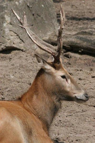 Père David's deer