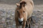 Przewalski's horse