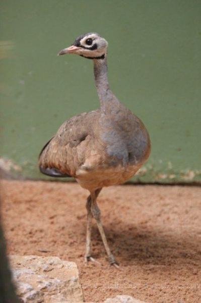 White-bellied bustard