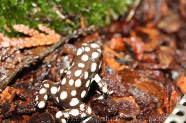 Marañón poison frog