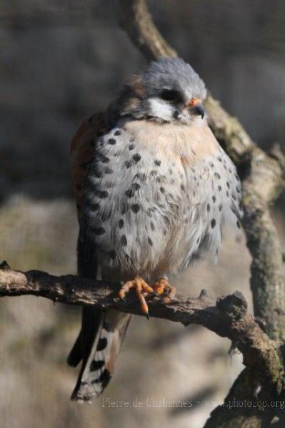 American kestrel