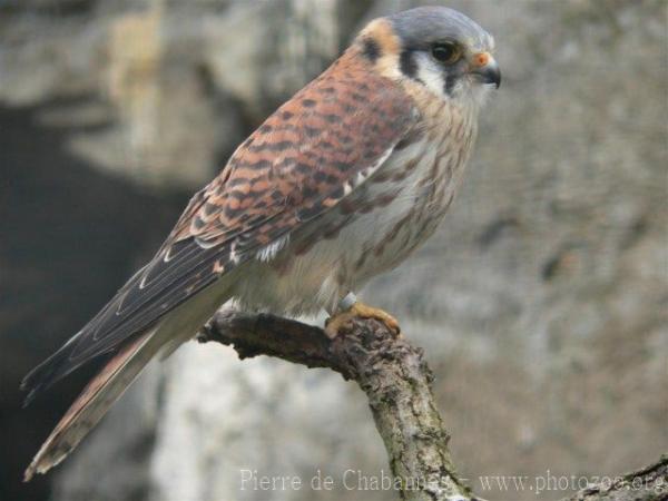 American kestrel