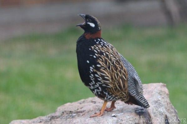 Black francolin