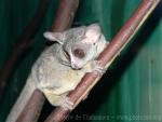 Senegal bushbaby