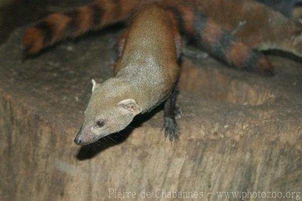 Ring-tailed vontsira