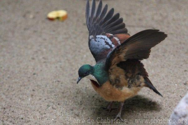 Mindanao bleeding-heart *