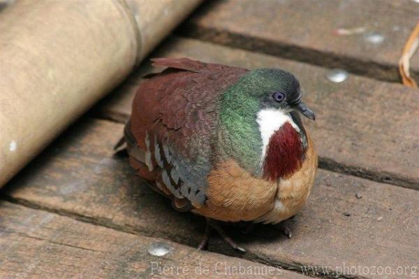 Mindanao bleeding-heart *