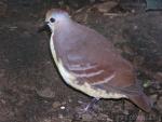 Cinnamon ground-dove *