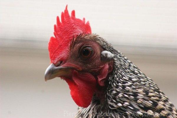 Grey junglefowl *