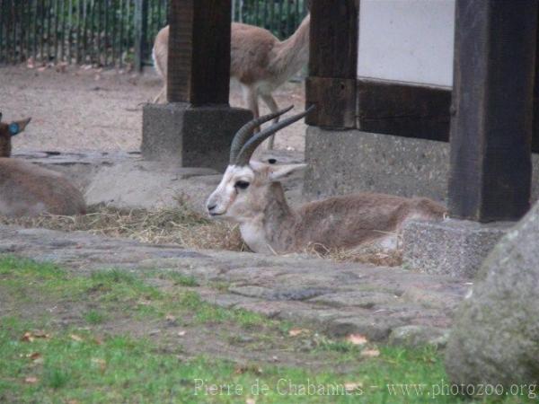 Persian gazelle