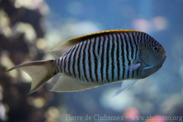 Zebra angelfish