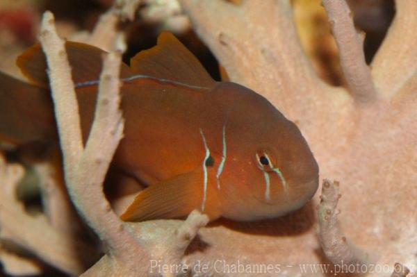 Poison goby