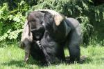 Western lowland gorilla