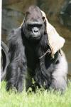 Western lowland gorilla