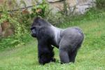 Western lowland gorilla