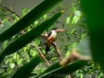 Black-capped kingfisher *