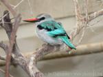 Woodland kingfisher *